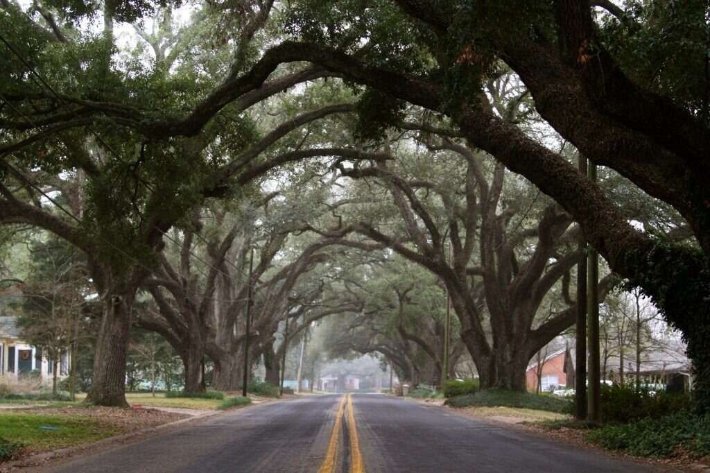 Road lined with large, arching trees; overcast sky.